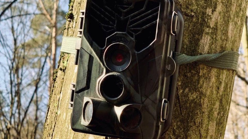 На Волині лісники за допомогою фотопасток зафіксували майже сто крадіїв лісу