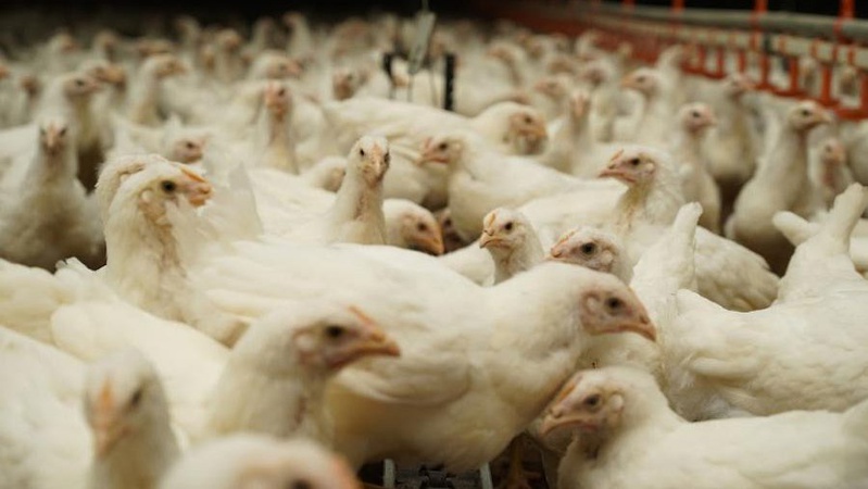 На Волині хочуть будувати гігантську птахофабрику, люди - проти