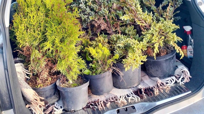 У дворах Нововолинська висадять сотні саджанців