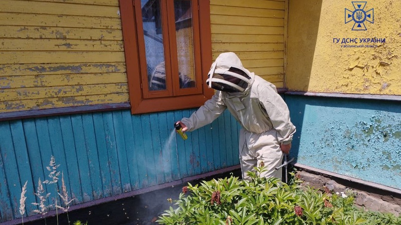 У будинку волинянин під підлогою поселився рій бджіл