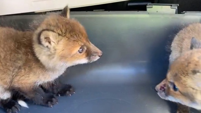 На Волині затримали чоловіка, який хотів продати лисенят