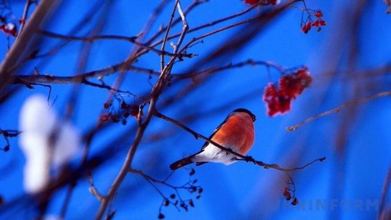 Синоптик Наталка Діденко розповіла, коли в Україні чекати нічних морозів