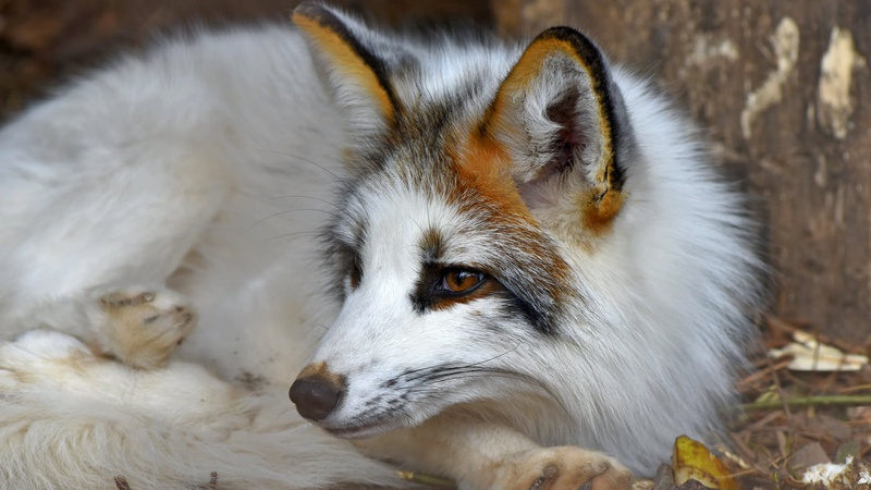 У Луцькому зоопарку подорожчали квитки