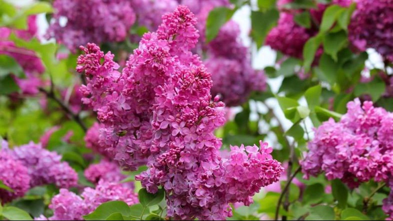 У неділю Україну прогріє до +23°, подекуди ймовірні грози