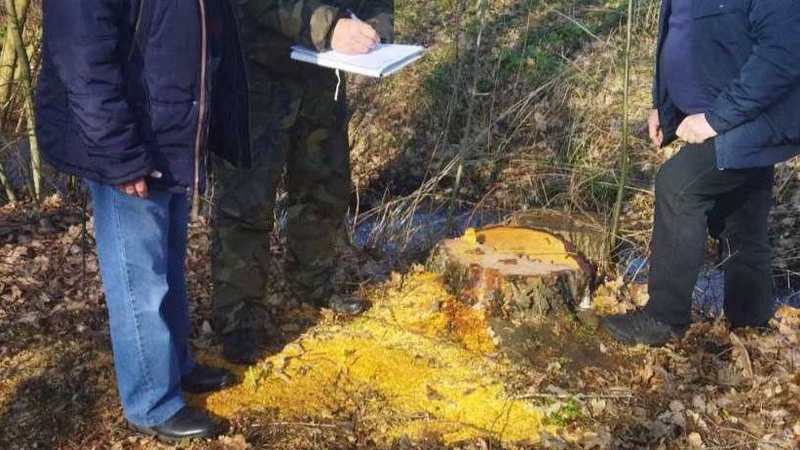 У Забродівській громаді чоловік самовільно зрубав берези