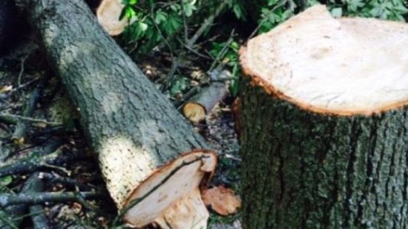 Волинянин незаконно зрізав 37 дерев