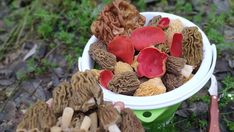 У волинському лісі з’явилися перші гриби