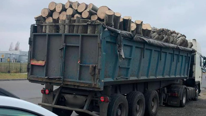 У Луцьку викрили чоловіка, який незаконно перевозив деревину з «липовим» посвідченням водія