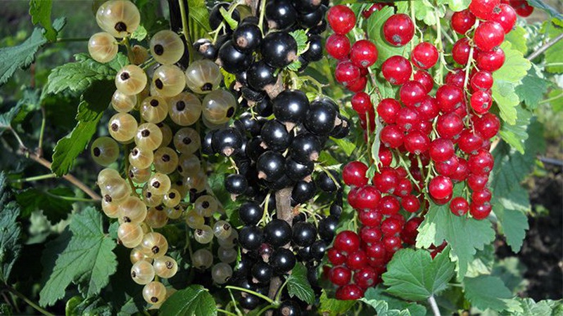 Сезон заробітчан: скільки платять за збір ягід на Волині