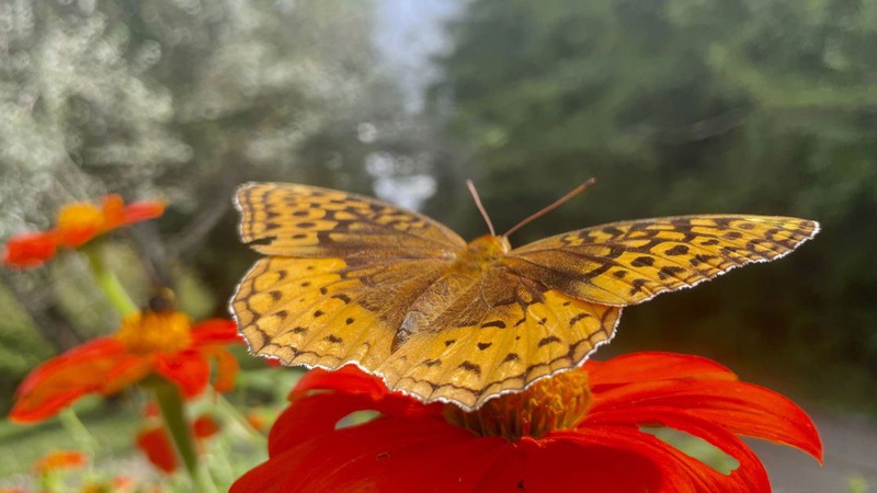 До України повертається тепло: прогноз погоди на 18 вересня