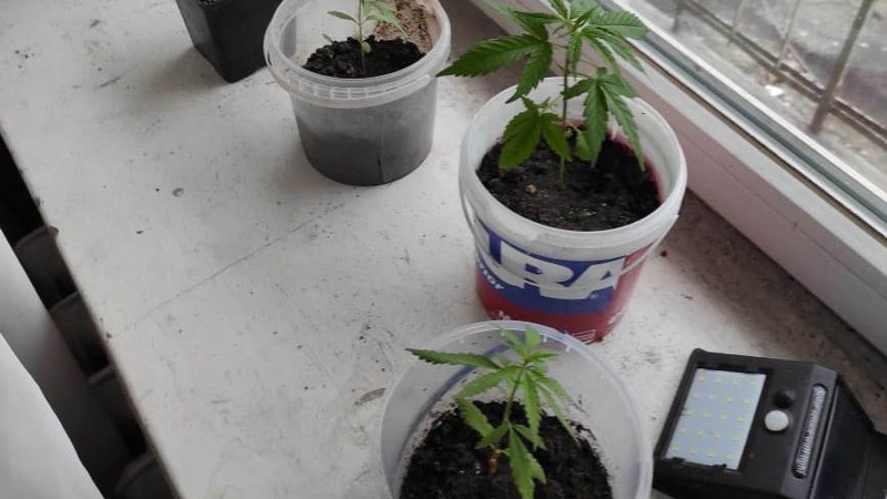 У будинку волинян – обшук: жінка на підвіконні вирощувала коноплю