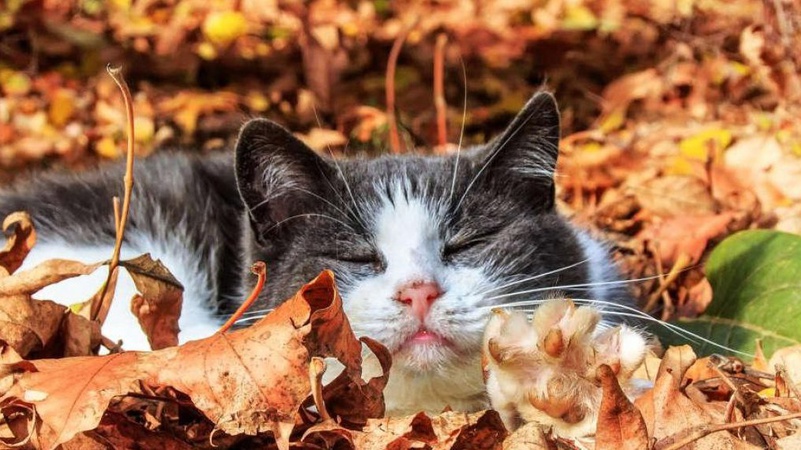 Що прогнозують волинські синоптики у п’ятницю, 22 жовтня