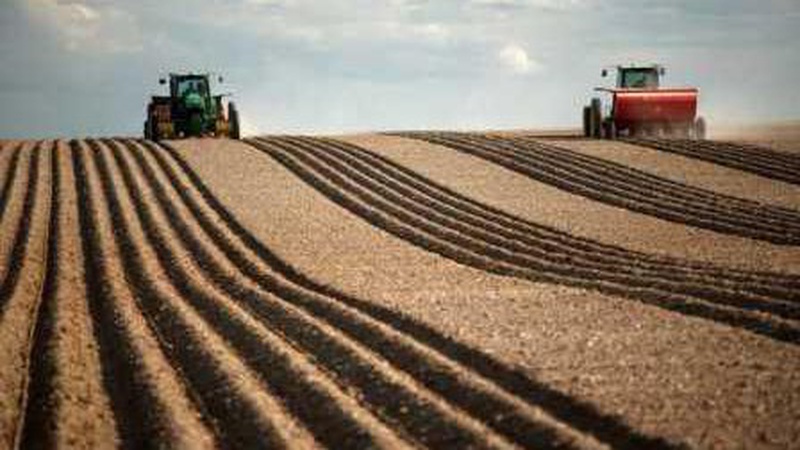 Які польові культури найбільш популярні на Волині