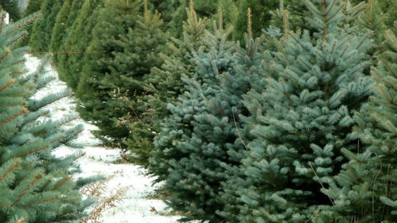 На Волині затримали фуру з нелегальними ялинками