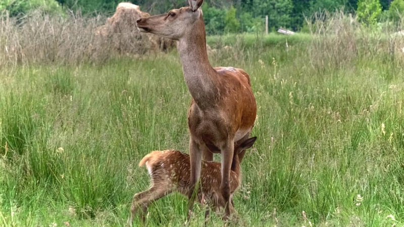 У волинських лісах цьогоріч побачили перших «бембі»