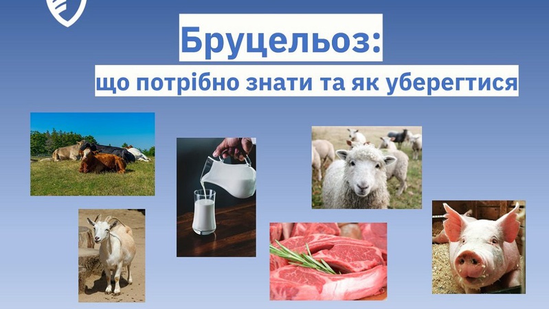 На Волині вперше за 20 років зареєстрували випадок бруцельозу