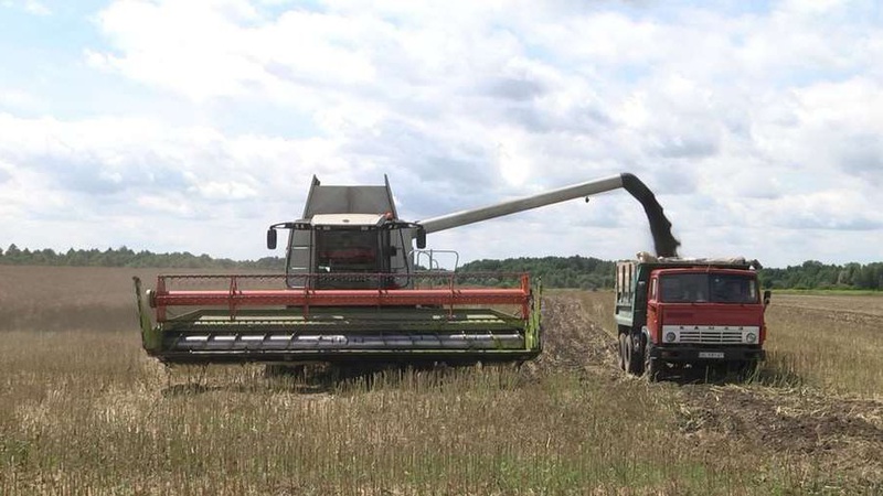 Через дощі жнива на Волині затягуються