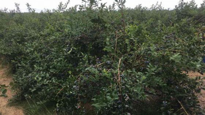 Площі вирощування лохини на Волині збільшать на 85 гектарів