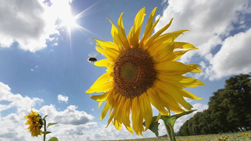 Спека та подекуди дощі з грозами: прогноз погоди на 18 липня