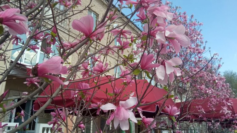 У Луцьку зафіксували черговий температурний рекорд