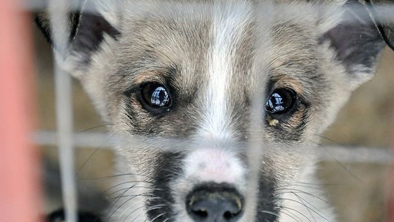 Душила, била каменем і кинула в колодязь: на волинянку завели справу за знущання з собак