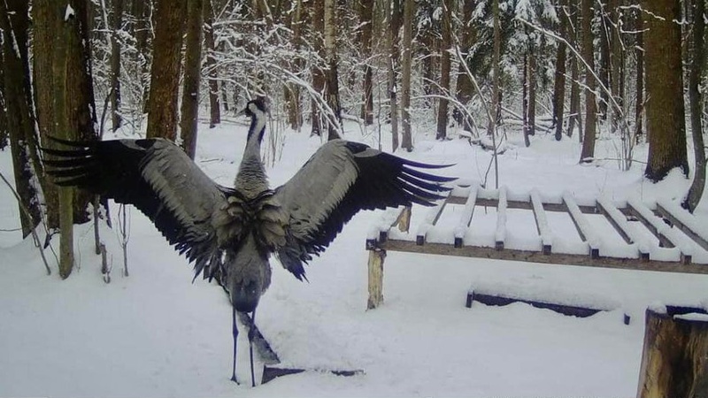 На Волинь повернулися червонокнижні сірі журавлі