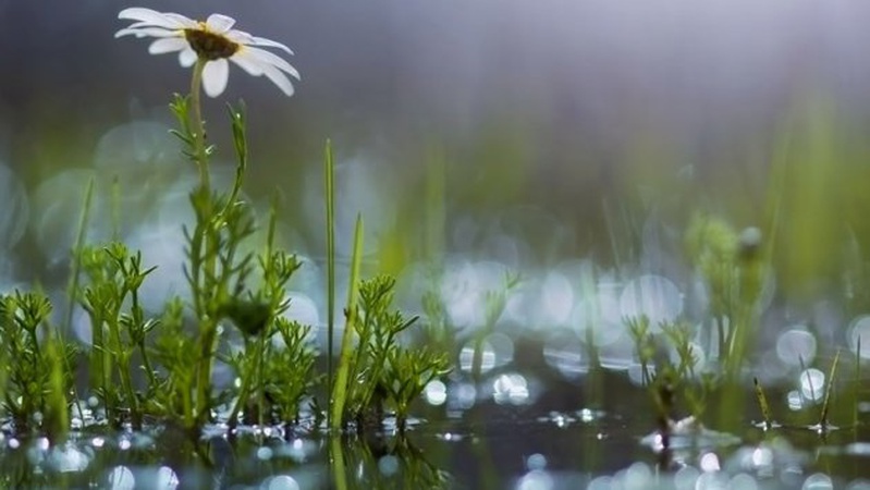 В Україні 20 липня прогнозують короткочасні дощі, вдень до +32