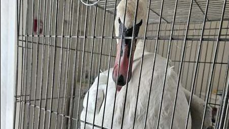 На Волині врятували знесиленого лебедя (фото)