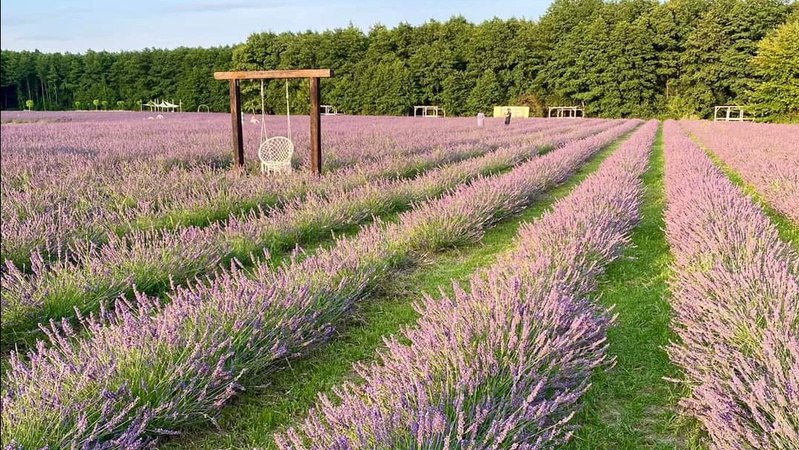 Через декілька днів закриють найбільше лавандове поле Волині