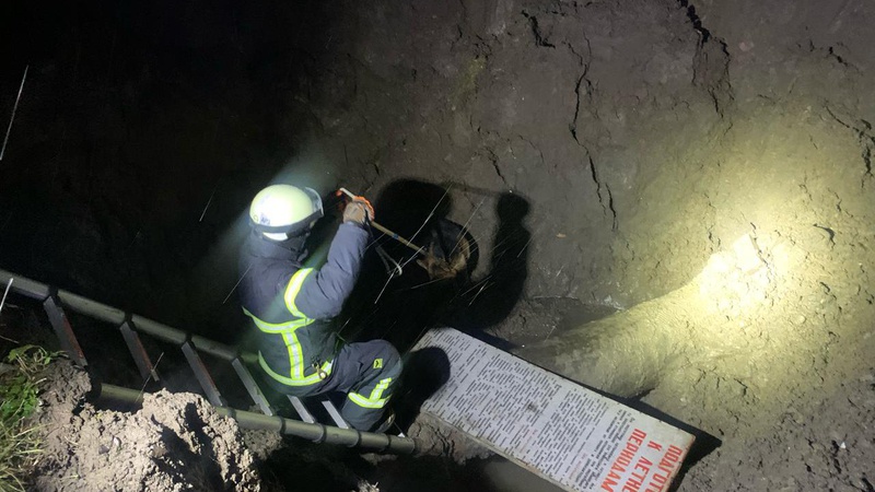 На околиці Луцька собака впала у котлован: працювали рятувальники