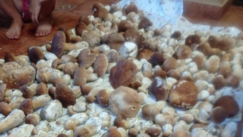 За пів години - 223 білі гриби: волинянин похизувався успішним «тихим полюванням»