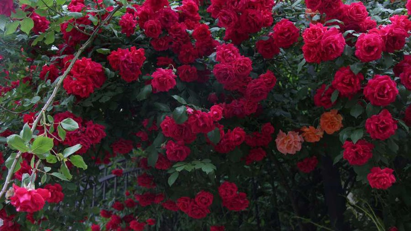 Казковий розарій розквітнув у луцькому соборі.ФОТО