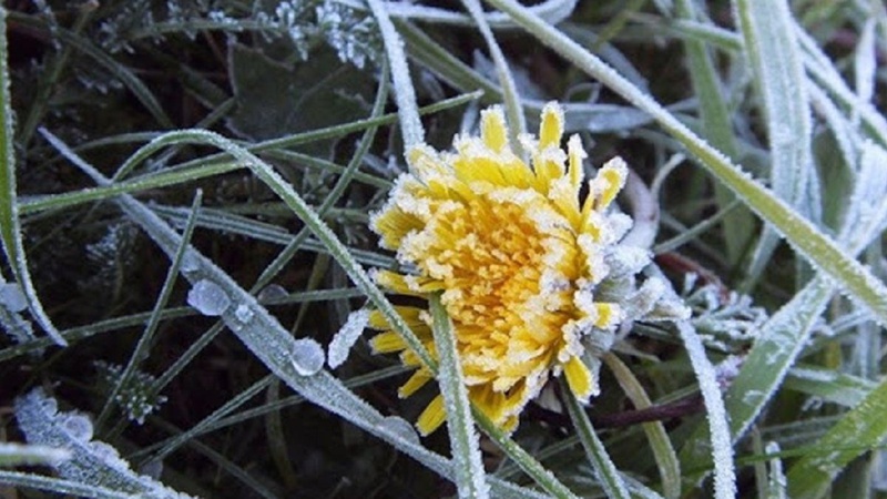 На вихідних в Україні прогнозують нічні заморозки, вдень прогріє до +18°