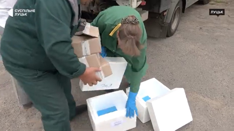 Понад 30 випадків сказу зафіксували на Волині