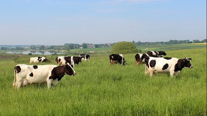 Зобов’язався створити у селі пасовища: підприємець з Волині привласнив понад 90 тисяч гривень