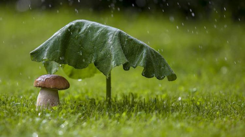 Короткочасні дощі: якою завтра буде погода на Волині