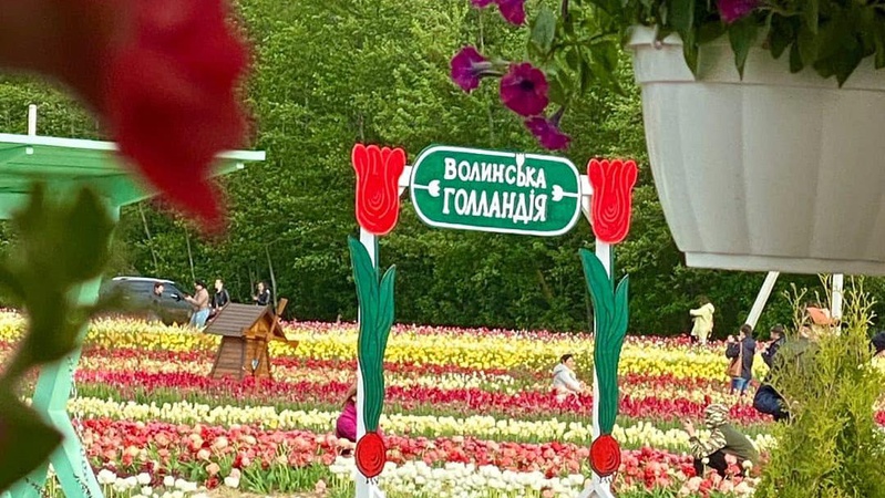 Квітковий фестиваль «Волинська Голландія» продовжили