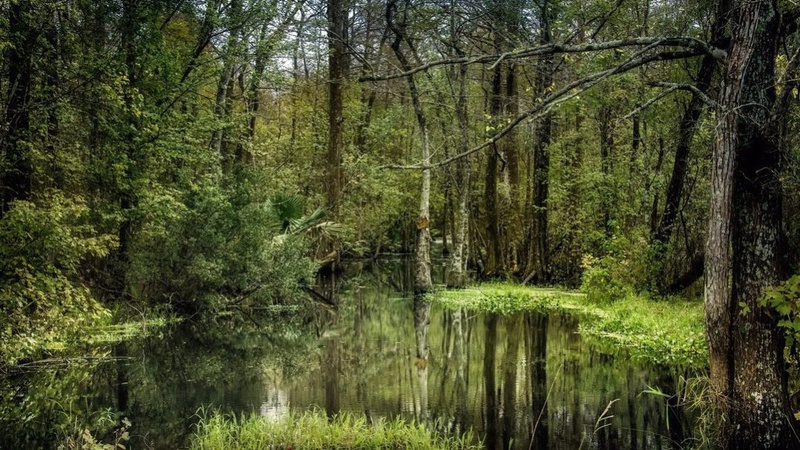 На Волині задля створення кар’єру хочуть вирубати 78 гектарів лісу