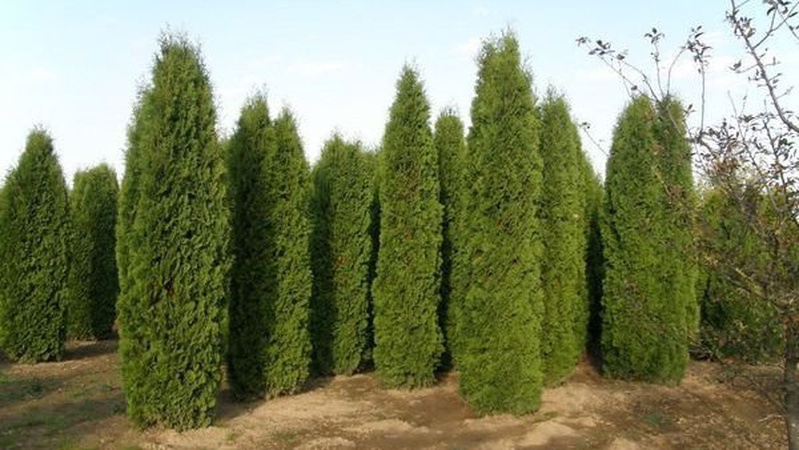 На Волині судили волинян, які вкрали туї біля пам’ятника «Загиблим героям-односельцям»