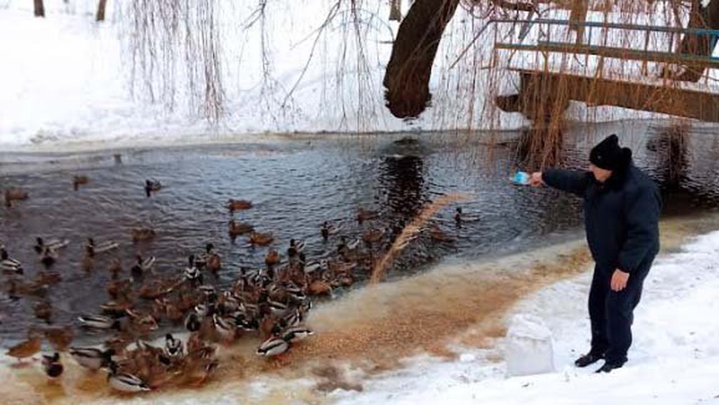 У камінь-каширському паркові на зимівлю залишилися понад 50 крижнів