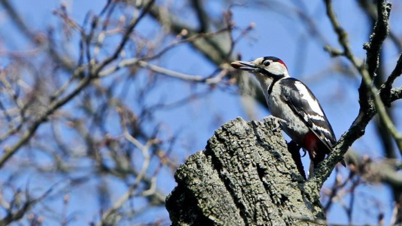 В Україні 19 березня переважно без опадів, удень до 11° тепла