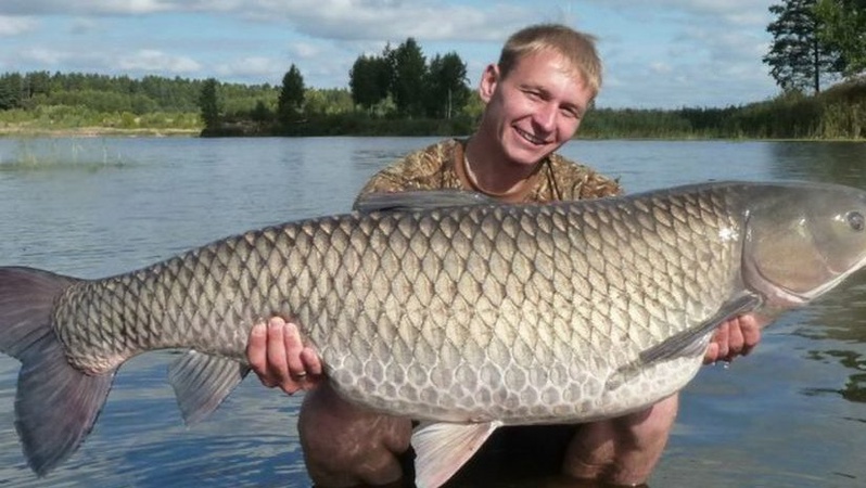 За кошти рибалок: у водойму на Волині випустили 24 кілограми амура