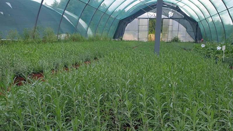 Під Луцьком відкриють лавандове поле