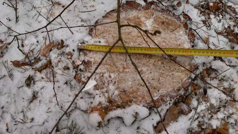 В урочищах на Волині виявили незаконну рубку лісу