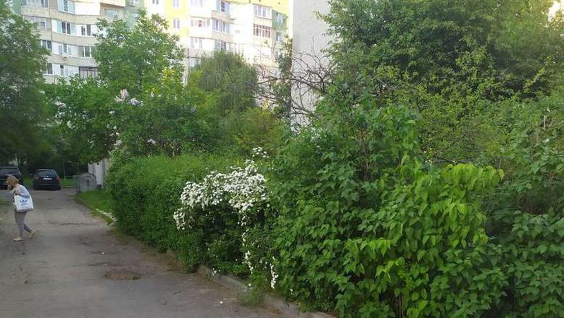 Скоро вовки заведуться: у Луцьку просять зрізати кущі на Кравчука