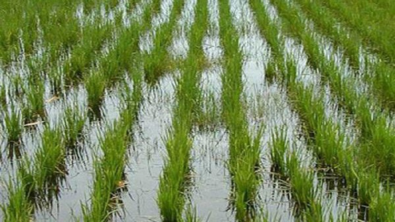 Волиняни у Парагваї стали рисовими магнатами