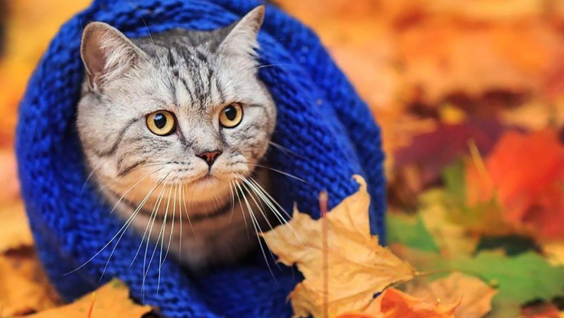 До України йде похолодання: прогноз погоди на 24 жовтня