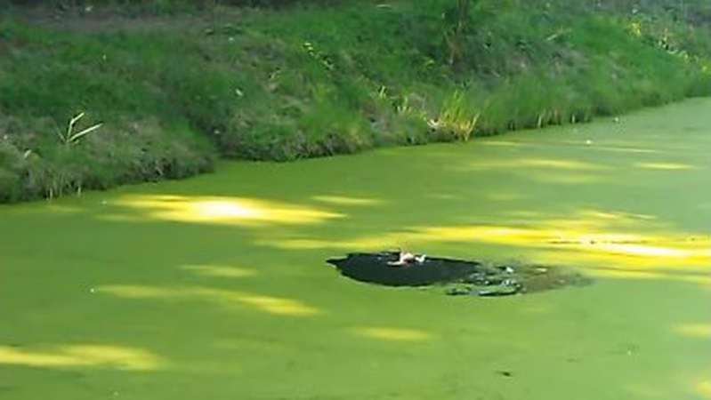 У луцькому парку чоловік на очах у дітей забив камінням качку