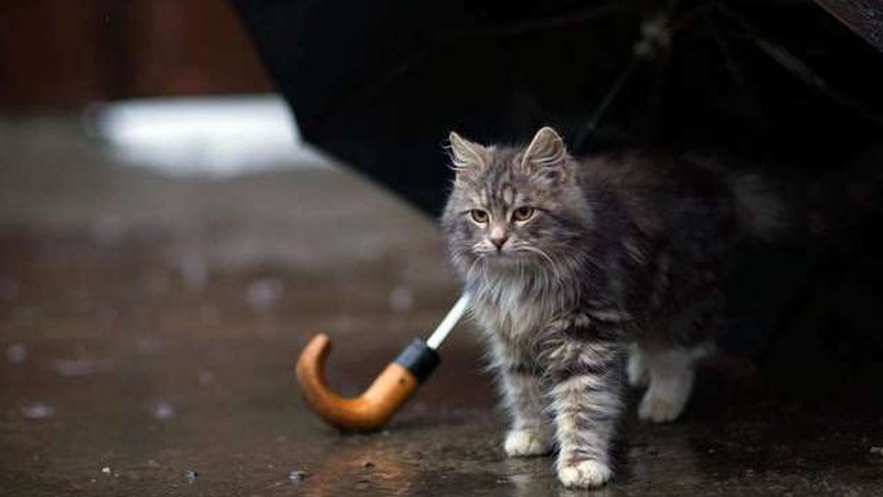 Беріть з собою парасольку: якою буде погода завтра на Волині