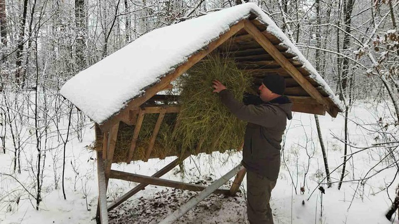 Як у волинському нацпарку підгодовують диких мешканців лісу